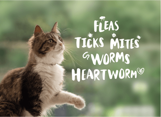 Flea tick and wormer for outlet cats